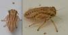 Agallia consobrina